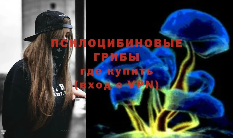 наркота  Вихоревка  Псилоцибиновые грибы Psilocybe 